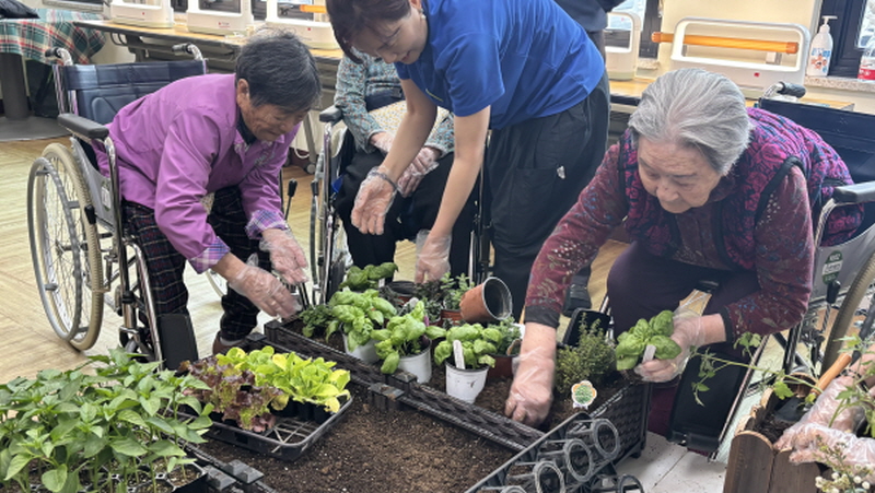 어르신들이 흙에 모종 심는 모습