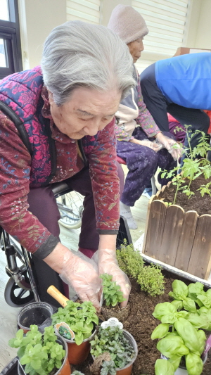 어르신들이 흙에 모종 심는 모습