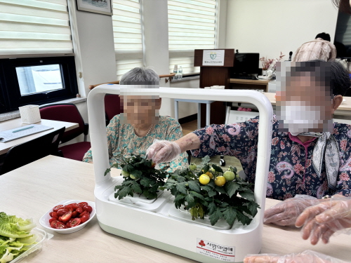 여자 어르신이 방울토마토를 따고 계시고, 옆에 여자 어르신이 보고 있다