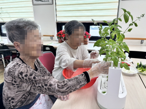 여자 어르신 두 분이 바질을 따고 있다