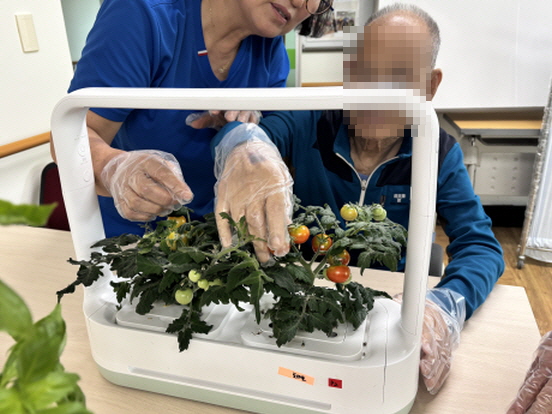 남자어르신이 방울토마토를 따고 있고, 옆에서 여자분이 보면서 도와주려고 한다